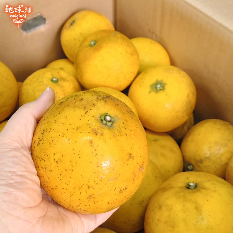 ���졼�ץե롼�� 4kg ͭ������ ȯ������4��7����
