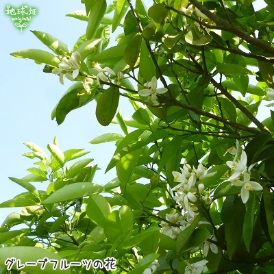 ���졼�ץե롼�� 4kg ͭ������ ȯ������4��7����