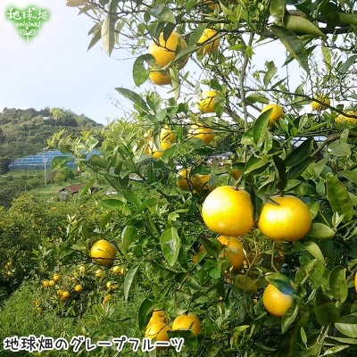 ���졼�ץե롼�� 4kg ͭ������ ȯ������4��7����