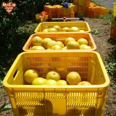 ���졼�ץե롼�� 4kg ͭ������ ȯ������4��7����