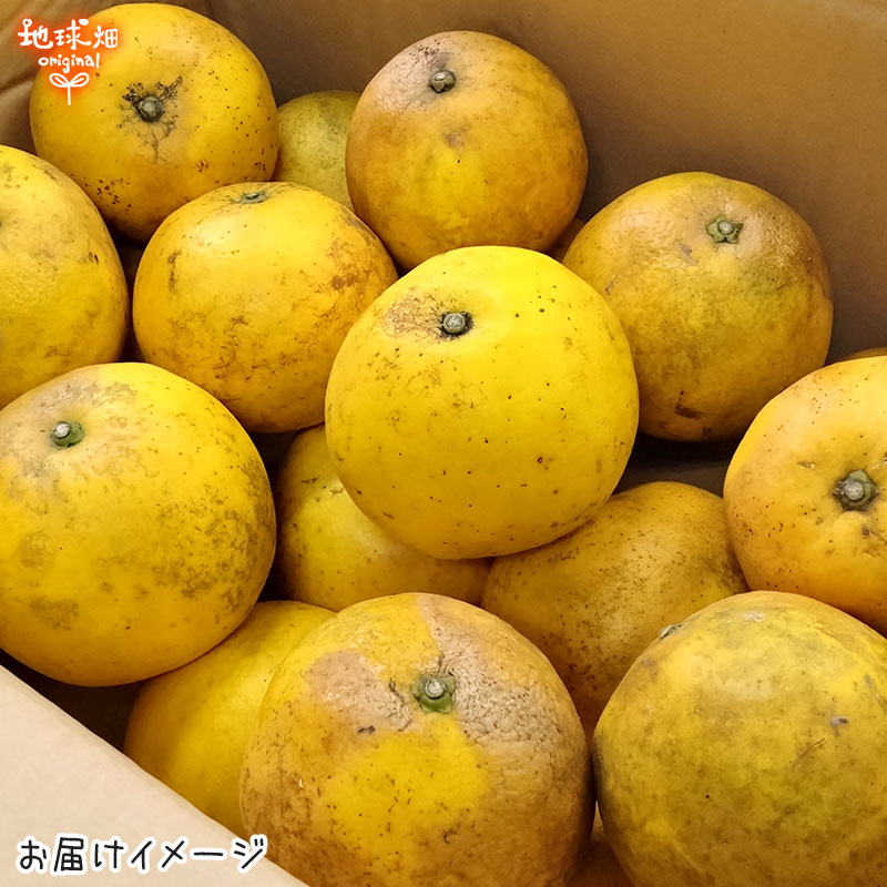 ���졼�ץե롼�� 4kg ͭ������ ȯ������4��7����