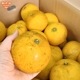 ���졼�ץե롼�� 4kg ͭ������ ȯ������4��7����