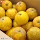 ���졼�ץե롼�� 4kg ͭ������ ȯ������4��7����
