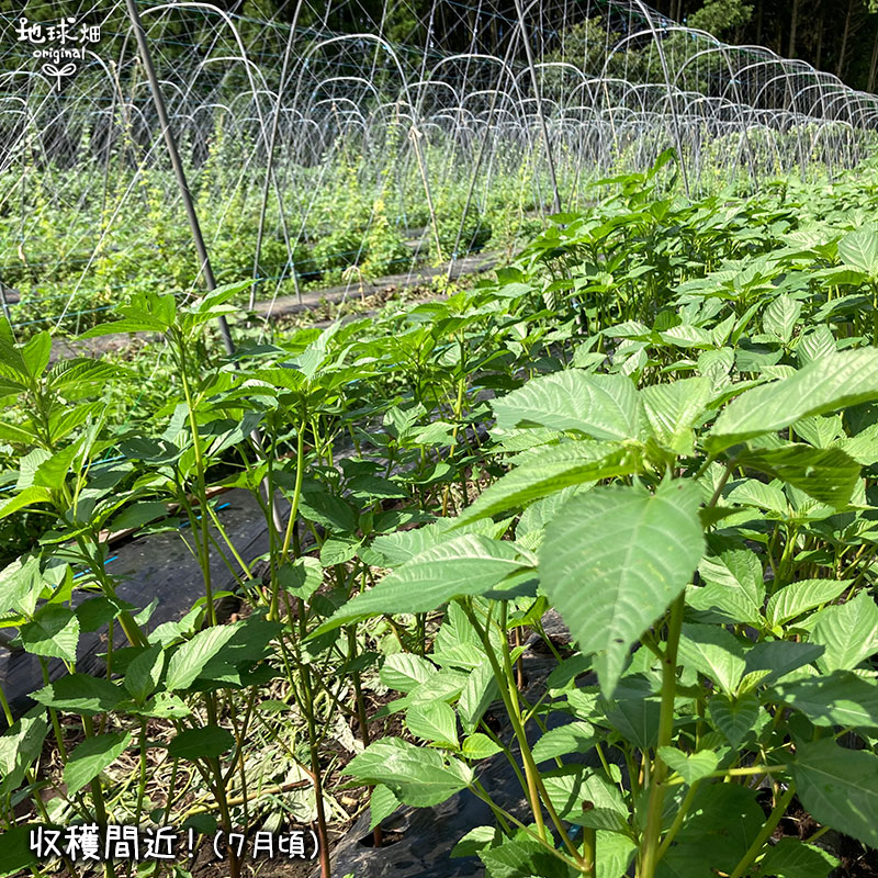 ����إ��� 100g ��¢�� ȯ������6����ܡ�7��