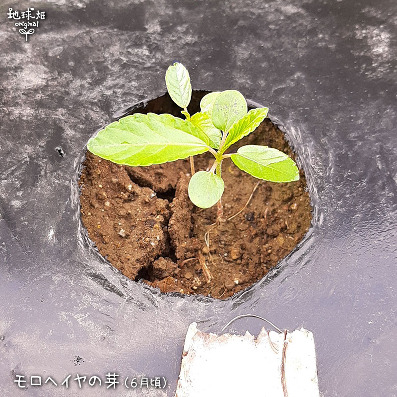 ����إ��� 100g ��¢�� ȯ������6����ܡ�7��