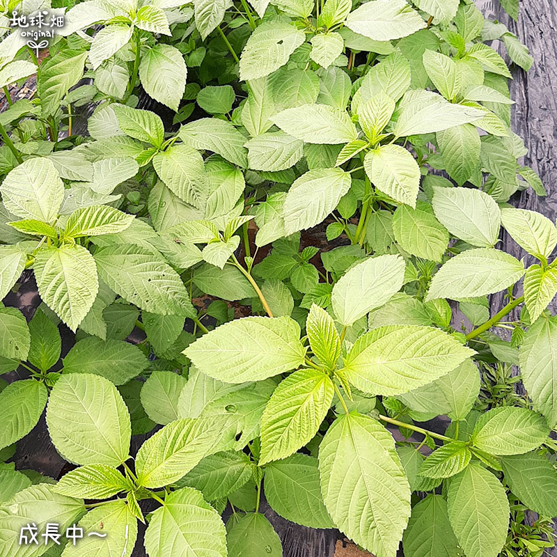 ����إ��� 100g ��¢�� ȯ������6����ܡ�7��