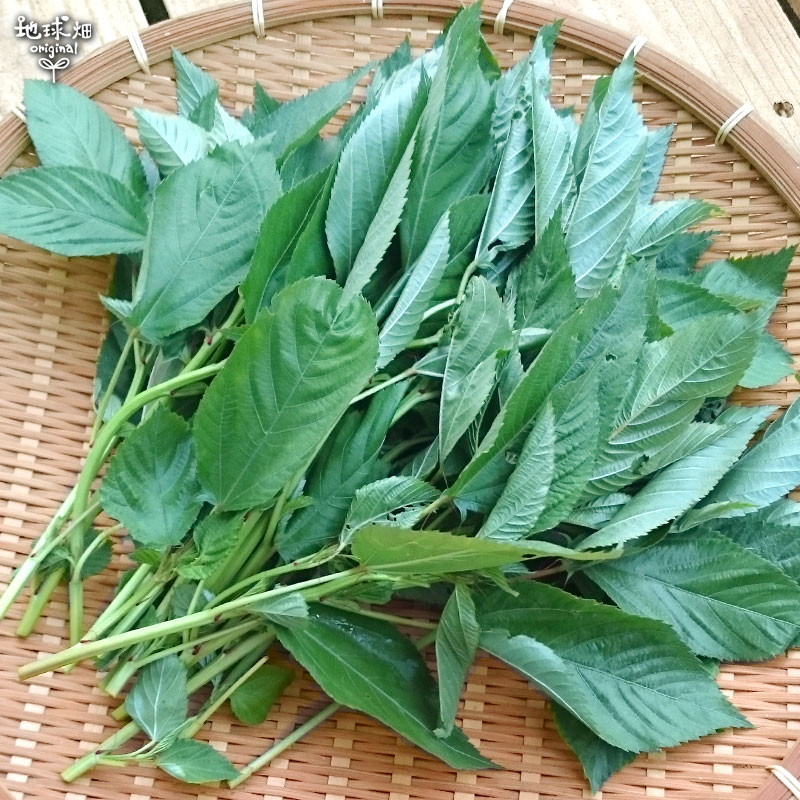 ����إ��� 100g ��¢�� ȯ������6����ܡ�7��