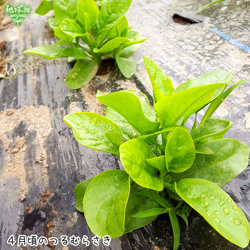 �ĥ��饵�� 200g ��¢�� ȯ������6���8��