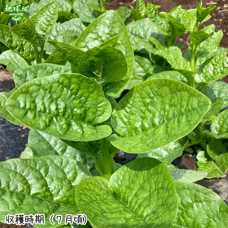 �ĥ��饵�� 200g ��¢�� ȯ������6���8��