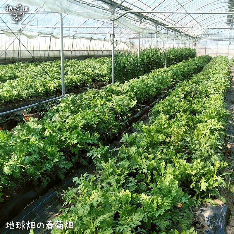 �յ� 150g ȯ������12���2��