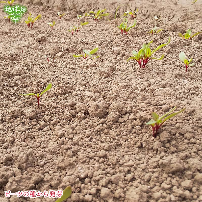 �ӡ��� 2kg (1��100��350g) ��¢��