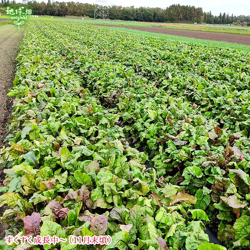 �ӡ��� 2kg (1��100��350g) ��¢��