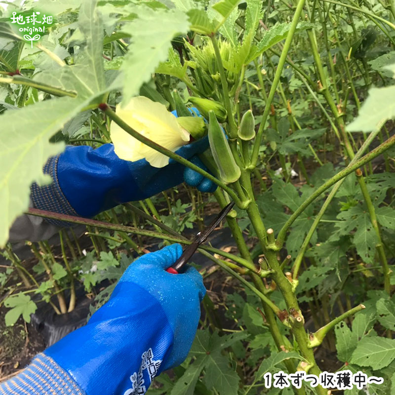 ������ 100g ��¢�� ȯ������6���10��