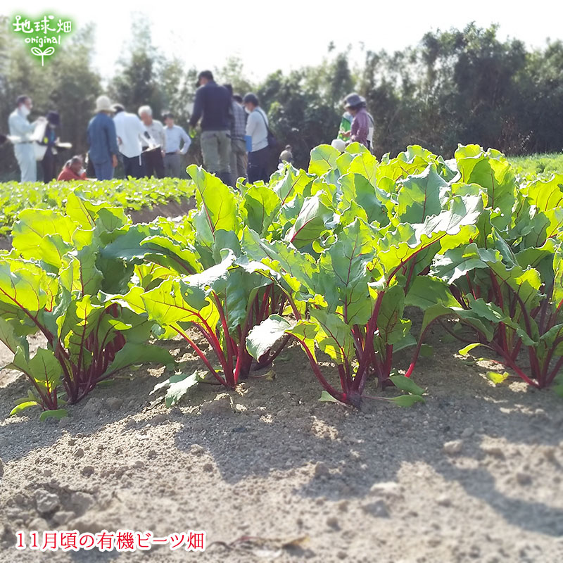 �ӡ��� 4kg (1��100��350g) ��¢��