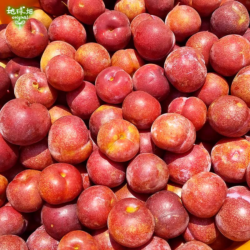 がらり(すもも) 2kg 冷蔵便 発送期間7月上旬～7月中旬