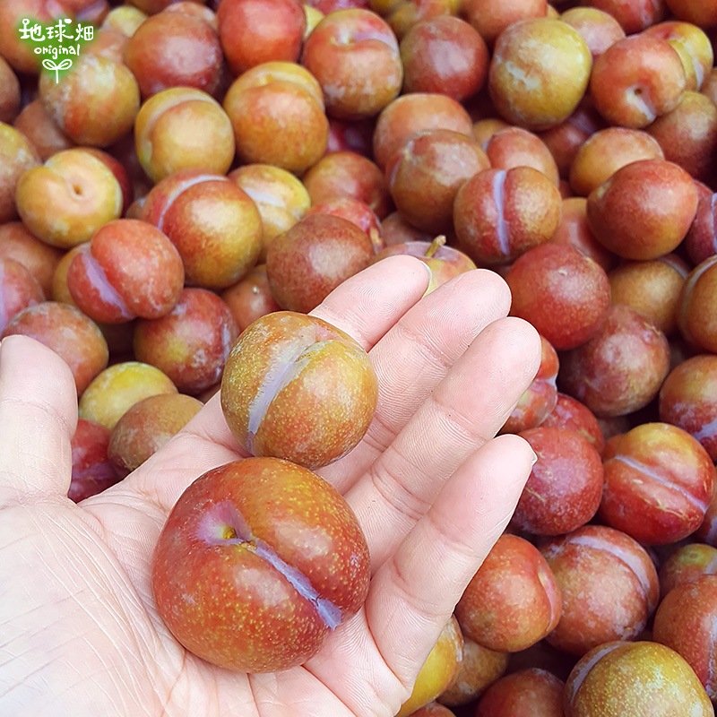 �����(�����) 2kg ��¢�� ȯ������7���ܡ�7�����