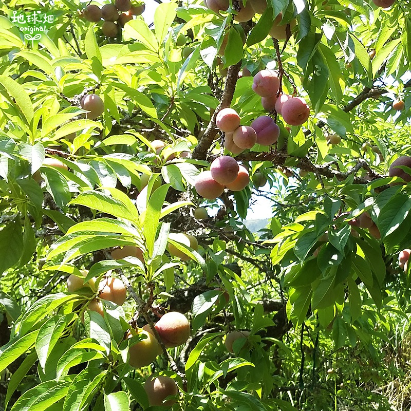 �����(�����) 2kg ��¢�� ȯ������7���ܡ�7�����