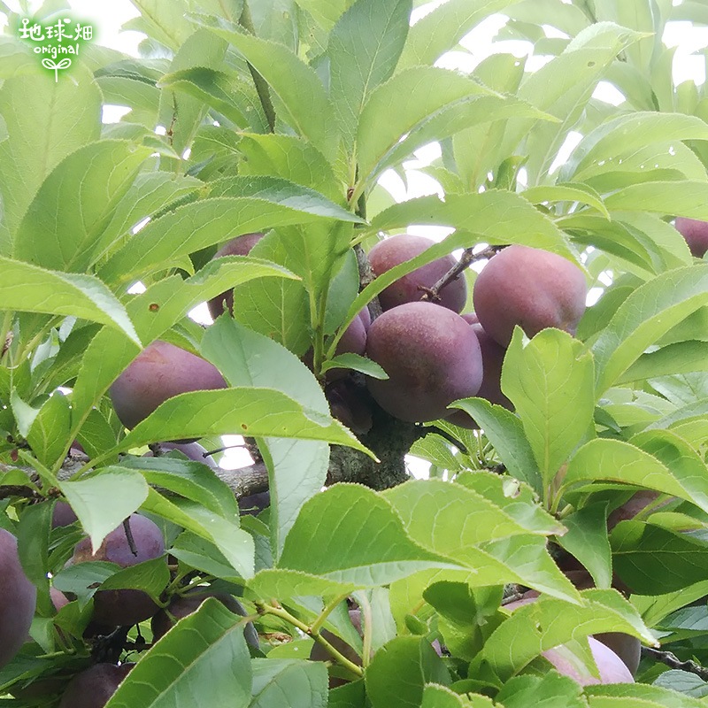 �����(�����) 2kg ��¢�� ȯ������7���ܡ�7�����