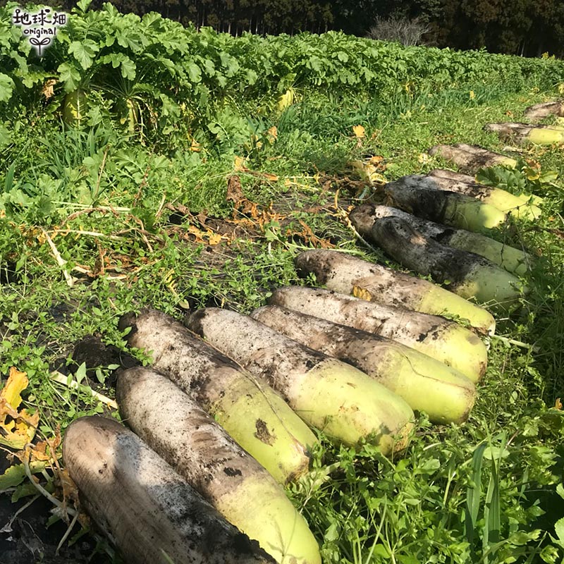 �纬 (0.8��1.2kg) 1�� ȯ������11��ܡ�4��