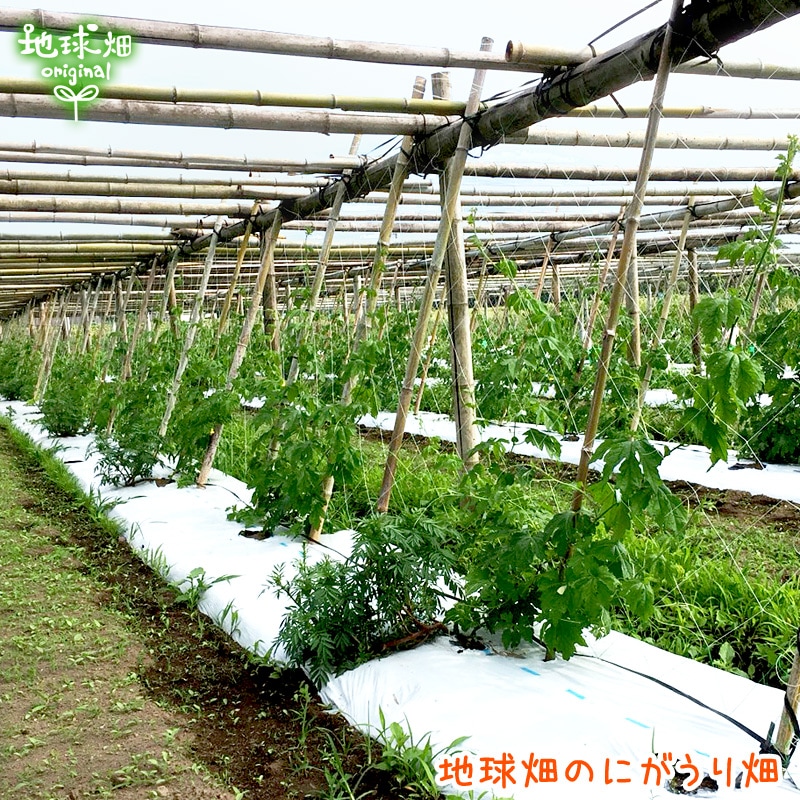 �ˤ����� 2��(1��200g�ʾ�) ��¢�� ȯ������7���8��