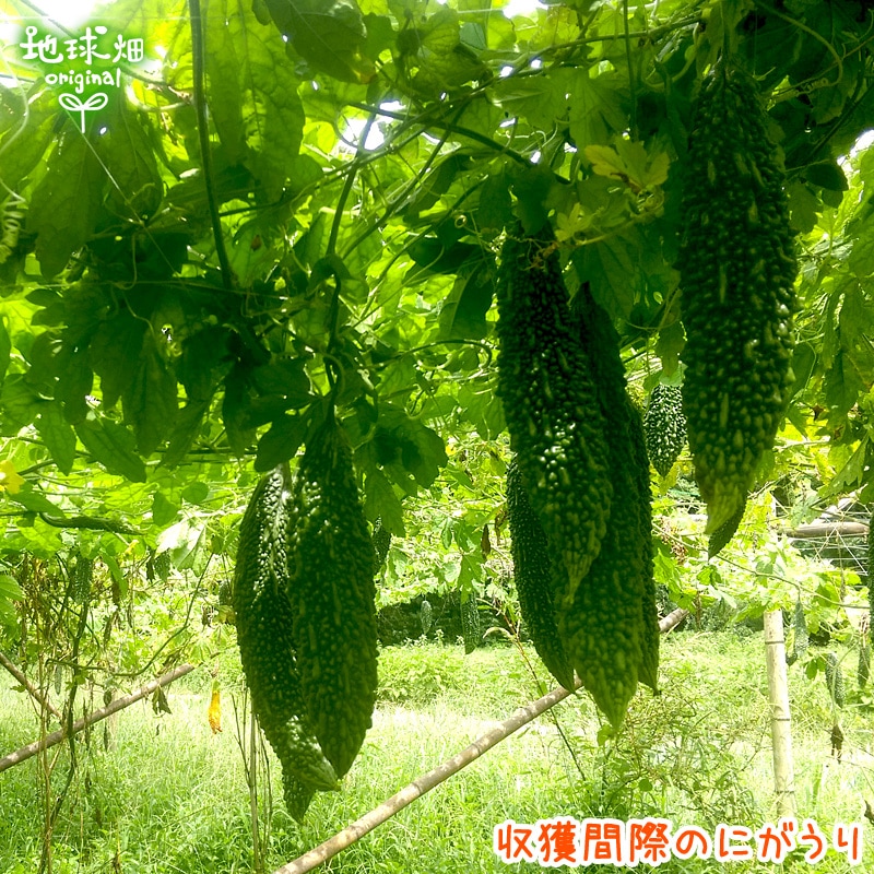 �ˤ����� 2��(1��200g�ʾ�) ��¢�� ȯ������7���8��