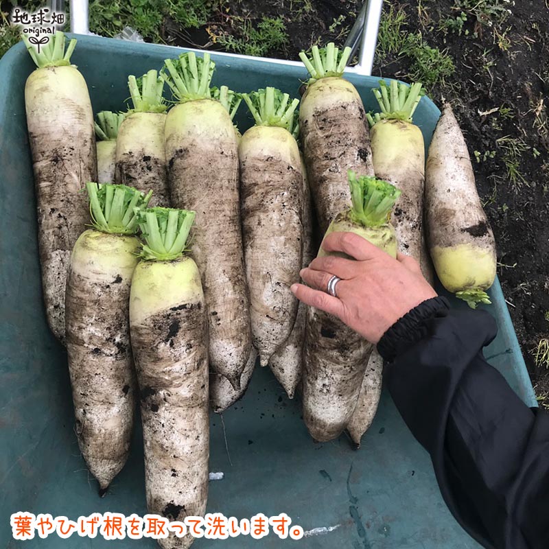 纬 (0.81.2kg) 6 ȯ11ܡ4