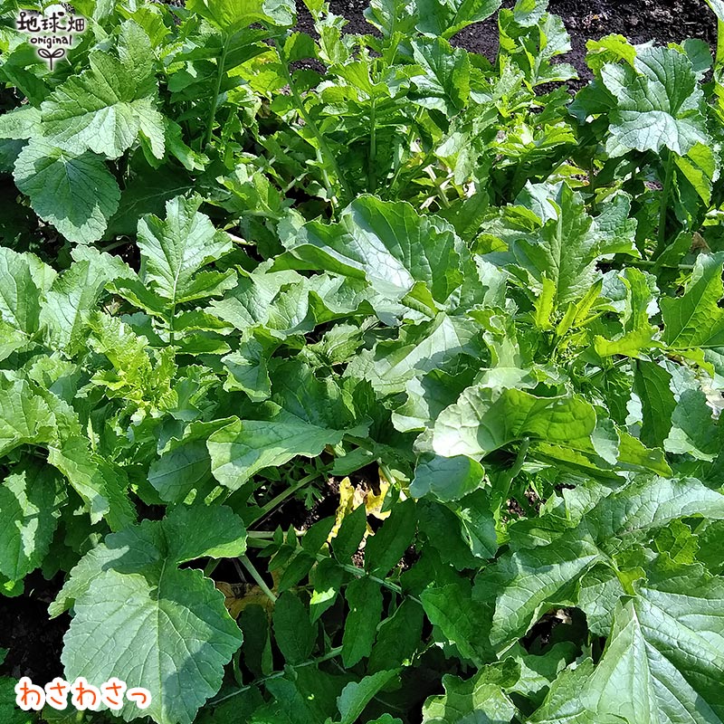 纬 (0.81.2kg) 6 ȯ11ܡ4