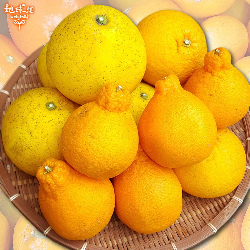 ���̥��å� ��12kg ȯ������1���4��