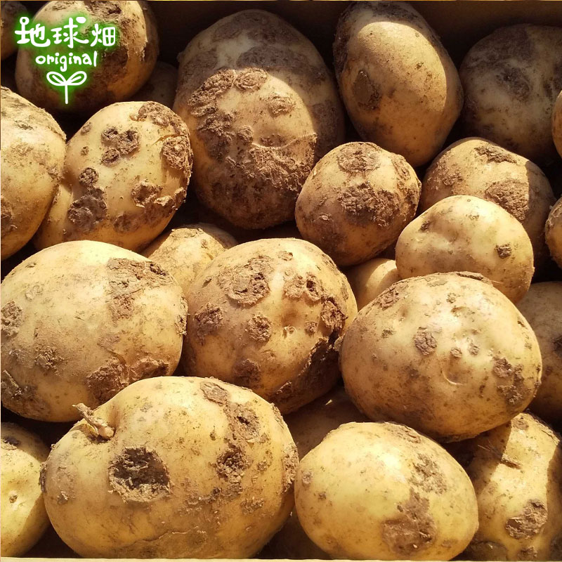 ������ ���㤬���� 4kg ȯ������12��ܡ�2�� 3��6��