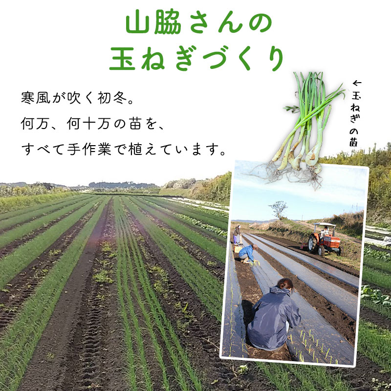 ���䤢�꤬�Ȥ��������ޤ��� ���Ƥ����ͭ���̤ͤ� 10kg ȯ������4���6��������ڻ���ľ��������̵�� �������ϰ����������� ��ľ