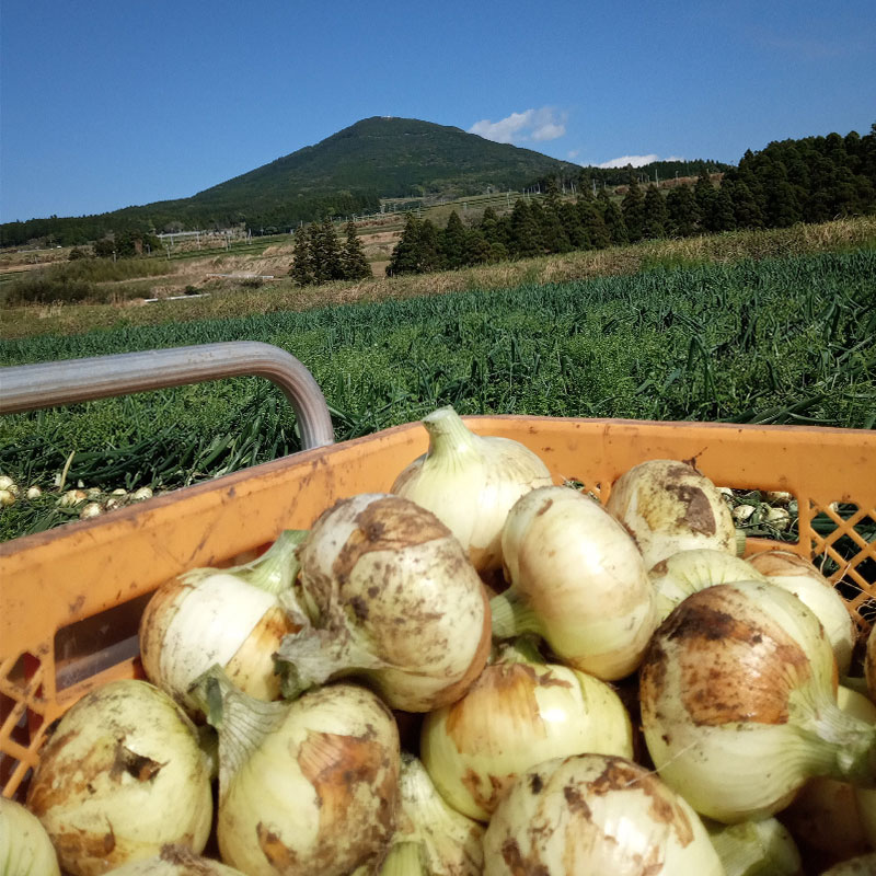 ���䤢�꤬�Ȥ��������ޤ��� ���Ƥ����ͭ���̤ͤ� 10kg ȯ������4���6��������ڻ���ľ��������̵�� �������ϰ����������� ��ľ