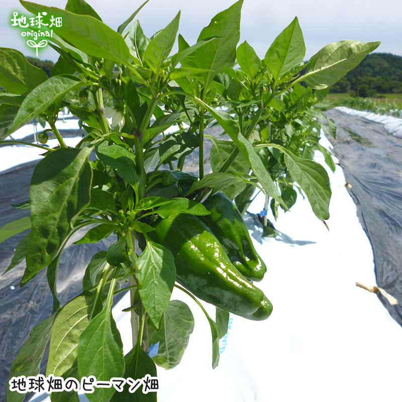 �ԡ��ޥ� 150g ��¢��