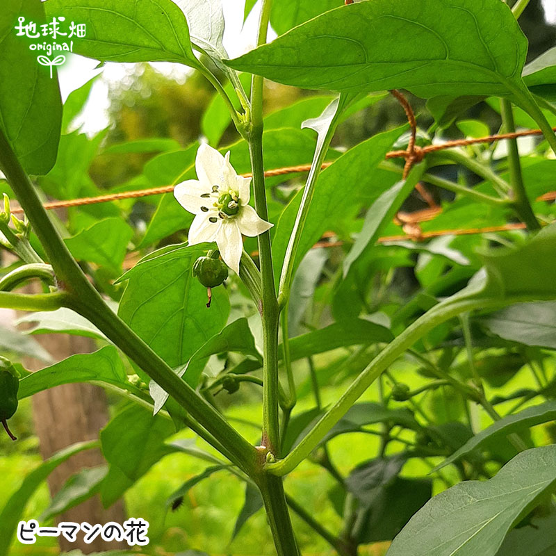 �ԡ��ޥ� 150g ��¢��