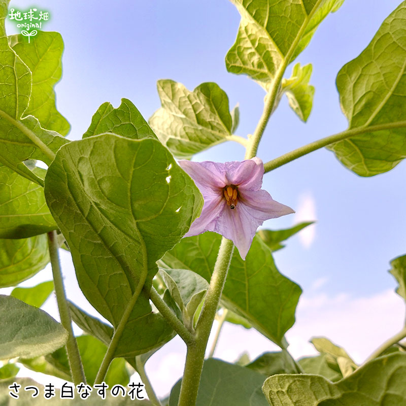 ���Ĥ���ʤ� 2��(1��100g��) ��¢�� ȯ������6���9��