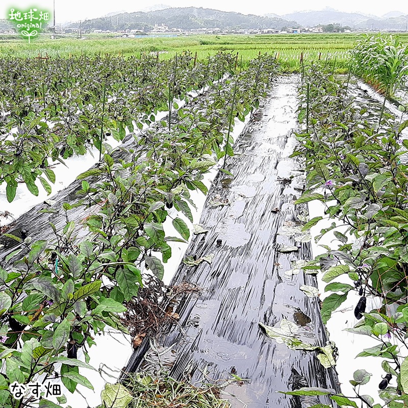 なす 5kg(35～42本) 冷蔵便 発送期間6月～9月 | 箱売り野菜 | 地球畑