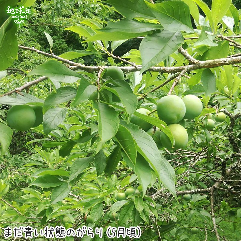 がらり すもも 発送期間6月下旬 くだもの 地球畑 公式 オンラインショップ がらり すもも 発送期間6月下旬 くだもの 地球畑 公式 オンラインショップ