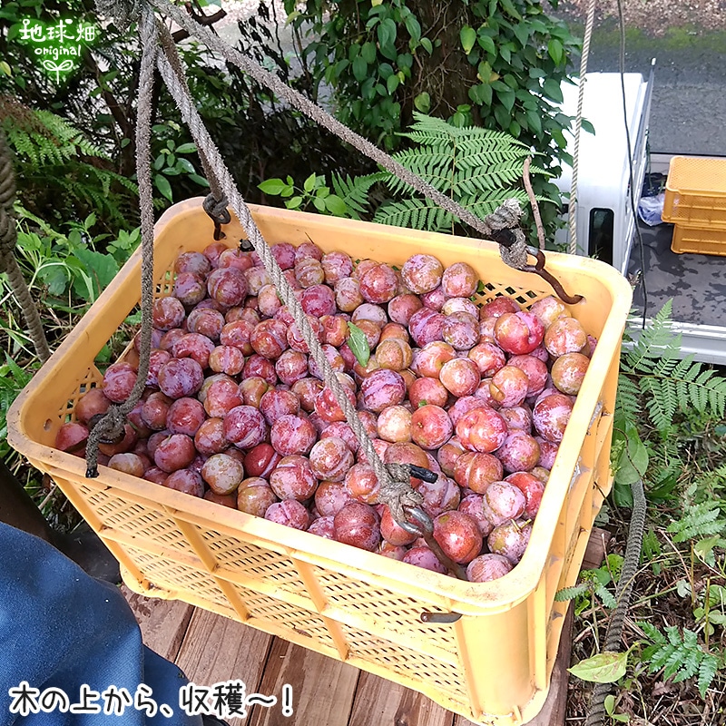 小粒★無農薬★10kg(梱包込み)★奄美すもも★がらり(花螺李） 無農薬 梱包込み10kg 奄美すもも がらり(花螺李）｜Yahoo!フリマ