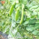 ���ʥåץ���ɥ� 2kg ��¢�� ȯ������1��ܡ�4��