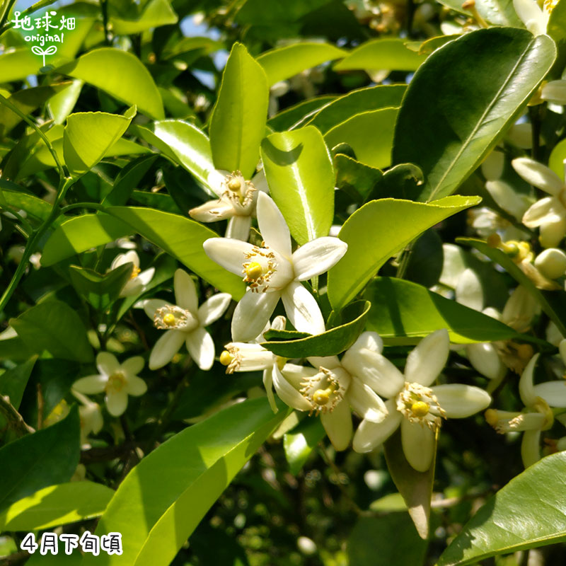 �Ų� 4kg ȯ������1������4��