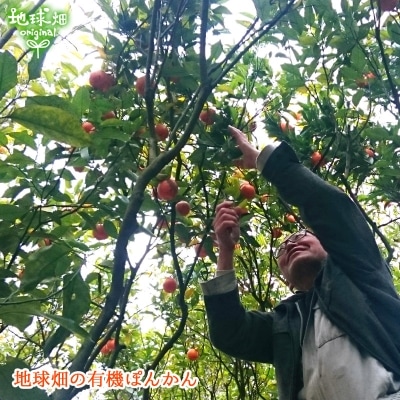 ��2025ǯ12���ȯ����No.3-2 �ϵ�Ȫ��ͭ���ݤ󤫤󥮥ե�5kg ȯ������12��� �ݥ󥫥�