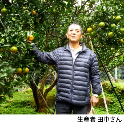 ��2025ǯ12���ȯ����No.3-2 �ϵ�Ȫ��ͭ���ݤ󤫤󥮥ե�5kg ȯ������12��� �ݥ󥫥�