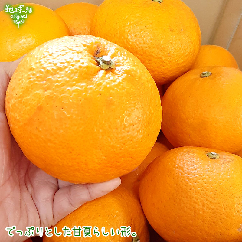 �ȴŲ� 7kg ȯ������1���4��