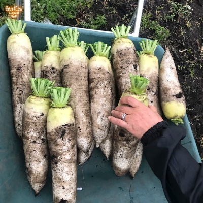 �����縩�� ŷ������ �ڤ괳���纬 50g��5p ��250g