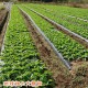 �����縩�� ŷ������ �ڤ괳���纬 50g��5p ��250g