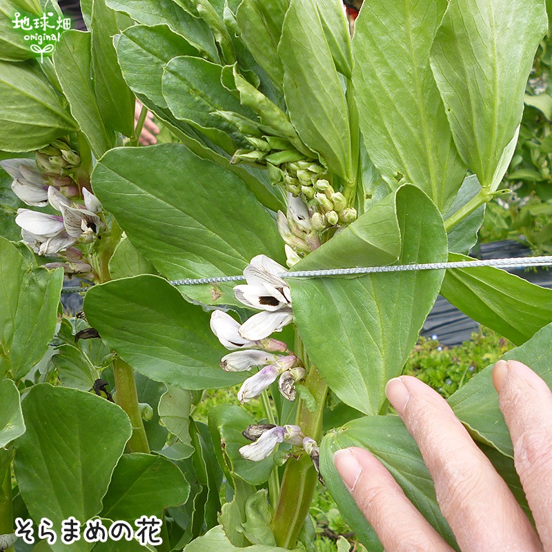 ����ޤ� 2kg ��¢�� ��Ʀ ����Ʀ ȯ������4���5��