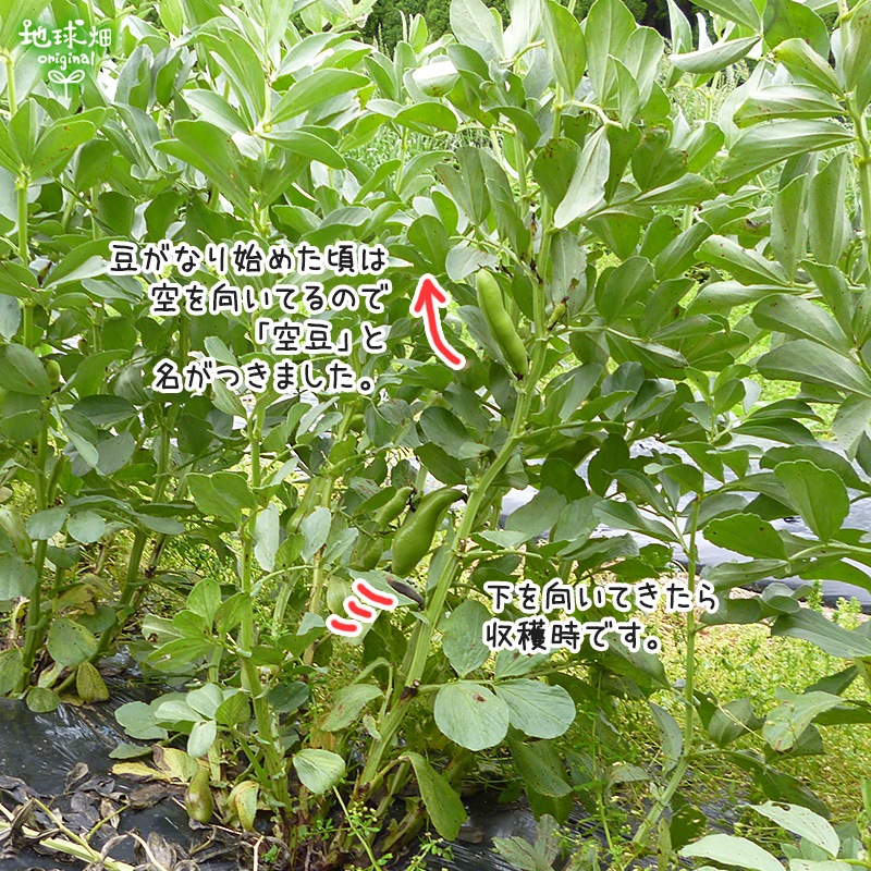 ����ޤ� 2kg ��¢�� ��Ʀ ����Ʀ ȯ������4���5��