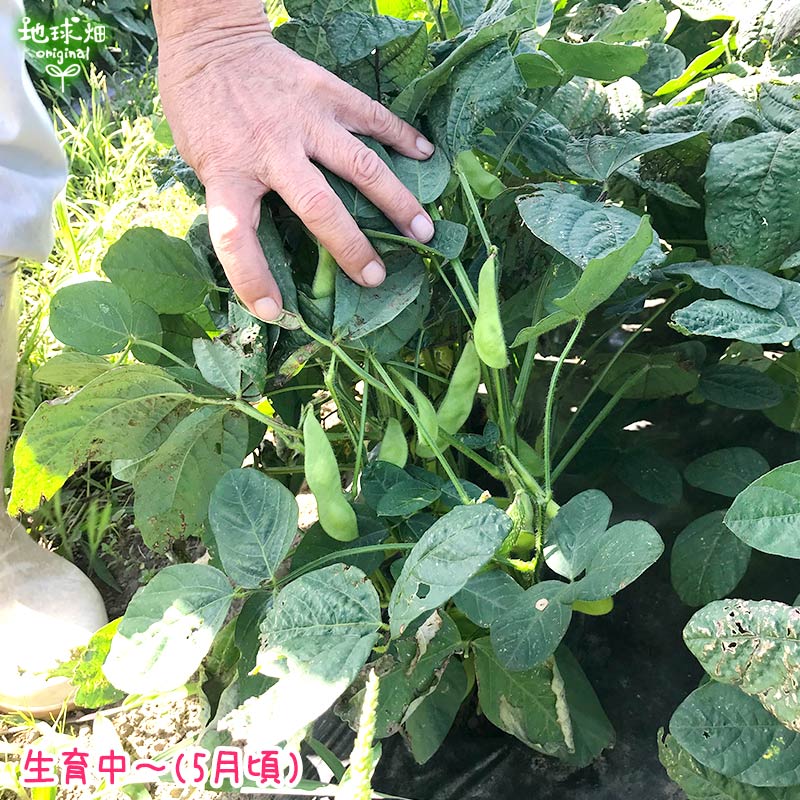 ��Ʀ 4kg �����ޤ� ��¢�� ȯ������6���7��