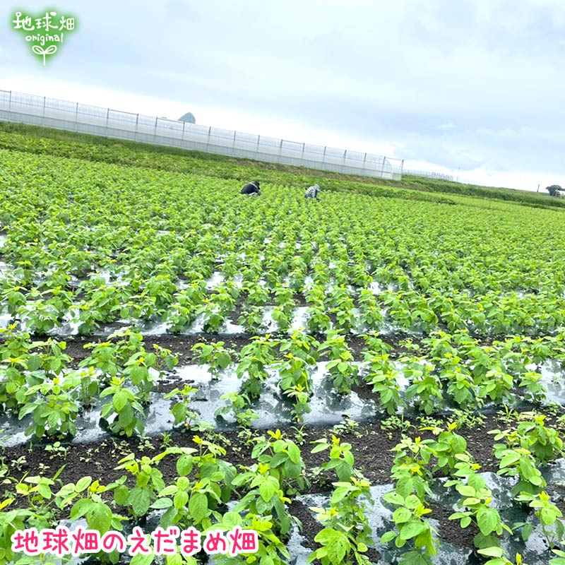 ��Ʀ 4kg �����ޤ� ��¢�� ȯ������6���7��