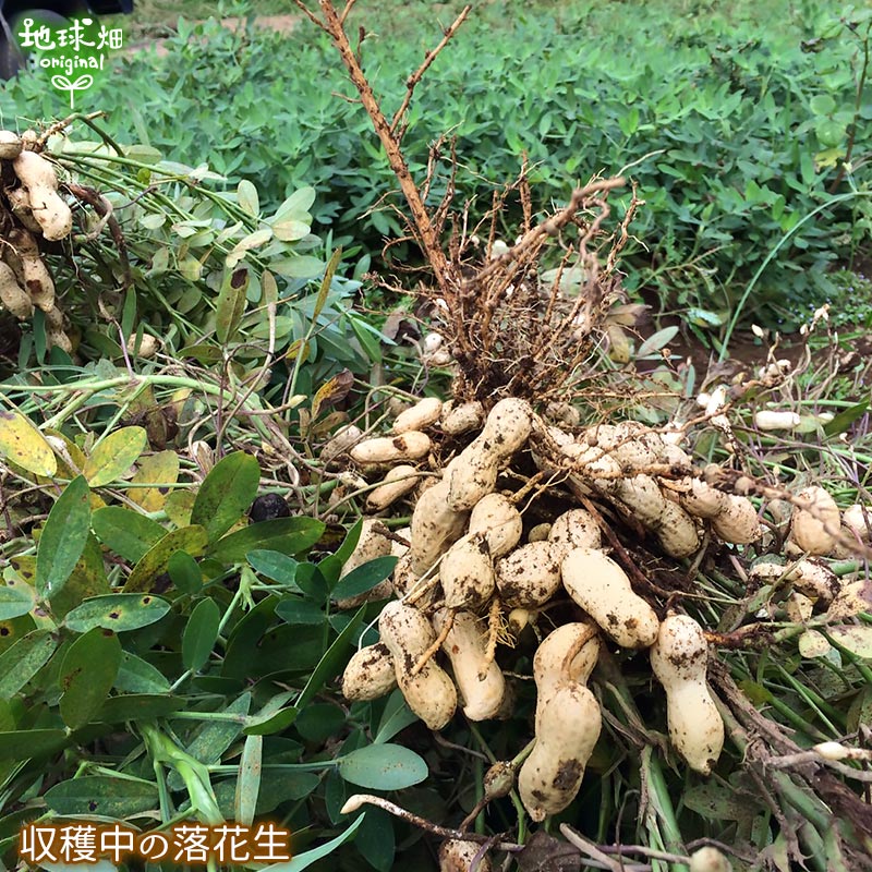 ������� 2kg 2025ǯ�� ��¢�� ȯ������8����ܡ�9��