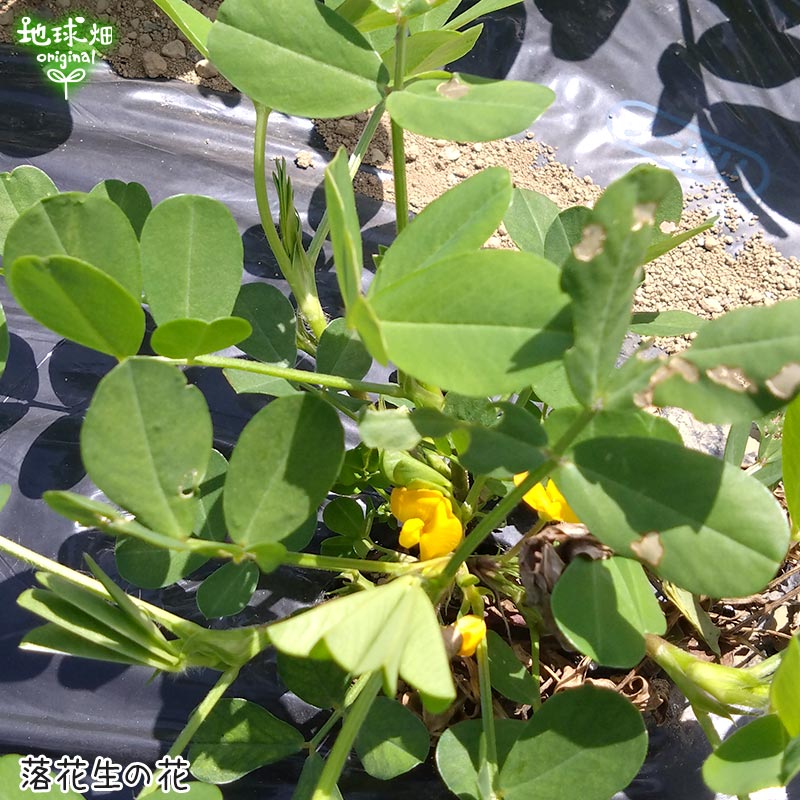 ������� 2kg 2025ǯ�� ��¢�� ȯ������8����ܡ�9��